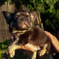 Chewy, a male French Bulldog for sale in Redding, CA – Photo 4 of 5