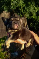 Chewy, a male French Bulldog for sale in Redding, CA – Photo 4 of 5