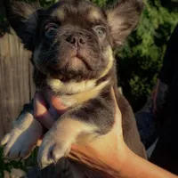 Chewy, a male French Bulldog for sale in Redding, CA – Photo 3 of 5