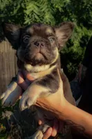Chewy, a male French Bulldog for sale in Redding, CA – Photo 3 of 5