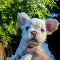 Yuki, a male French Bulldog for sale in Redding, CA – Photo 1 of 4