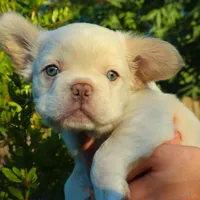 Yuki, a male French Bulldog for sale in Redding, CA – Photo 4 of 4