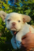 processed/7f185718-1c25-4063-b388-907531e12787/listing/5bc3d6cc-fab2-4774-ba20-2fdc5b9331c7/449fb1f8-0c72-4e89-89d0-98d38e74c205