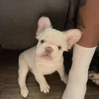 Yuki, a male French Bulldog for sale in Redding, CA – Photo 2 of 4