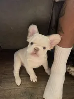 processed/7f185718-1c25-4063-b388-907531e12787/listing/5bc3d6cc-fab2-4774-ba20-2fdc5b9331c7/600b6395-7caa-431a-9ddd-a3d33cb1ca67