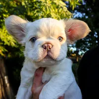 Yuki, a male French Bulldog for sale in Redding, CA – Photo 3 of 4