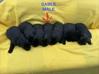 Sable male, a male German Shepherd Dog for sale in North Carolina, NC – Photo 1 of 4