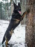 Sable male, a male German Shepherd Dog for sale in North Carolina, NC – Photo 2 of 4