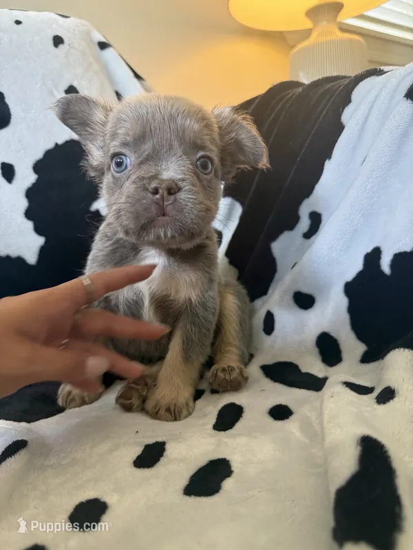 White – French Bulldog puppy for sale in Nashville, TN