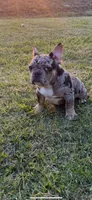 Blue eye, a  French Bulldog for sale in Nashville, TN – 3 of 4