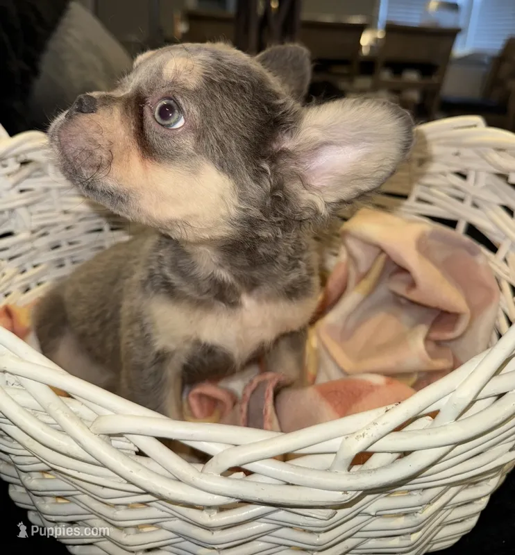 Red – French Bulldog puppy for sale in Nashville, TN