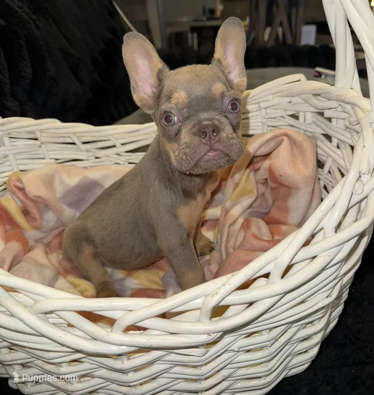 Orange – French Bulldog puppy for sale in Nashville, TN