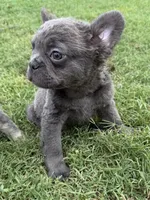 Green, a male French Bulldog for sale in Nashville, TN – 4 of 6