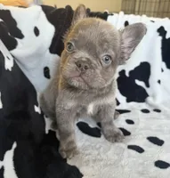 Blue, a male French Bulldog for sale in Nashville, TN – 1 of 1