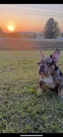 Blue eye, a  French Bulldog for sale in Nashville, TN – 4 of 4