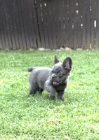 Green, a male French Bulldog for sale in Nashville, TN – 3 of 6