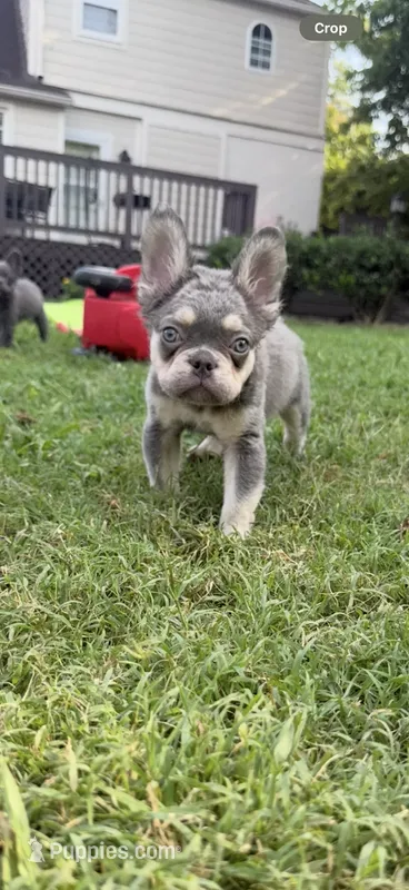 Red – French Bulldog puppy for sale in Nashville, TN