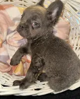 Green, a male French Bulldog for sale in Nashville, TN – 2 of 6