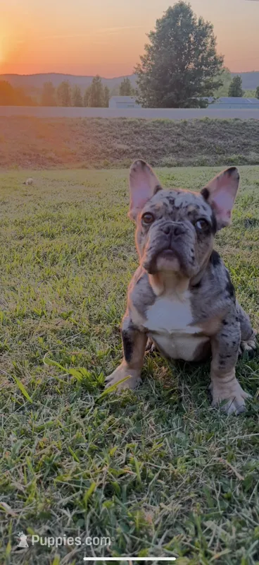 Blue eye – French Bulldog puppy for sale in Nashville, TN