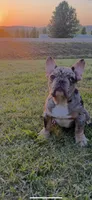 Blue eye, a  French Bulldog for sale in Nashville, TN – 1 of 4