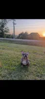 Blue eye, a  French Bulldog for sale in Nashville, TN – 2 of 4