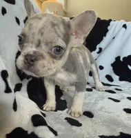 Pink, a female French Bulldog for sale in Nashville, TN – 1 of 1