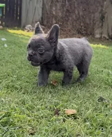 Green, a male French Bulldog for sale in Nashville, TN – 5 of 6