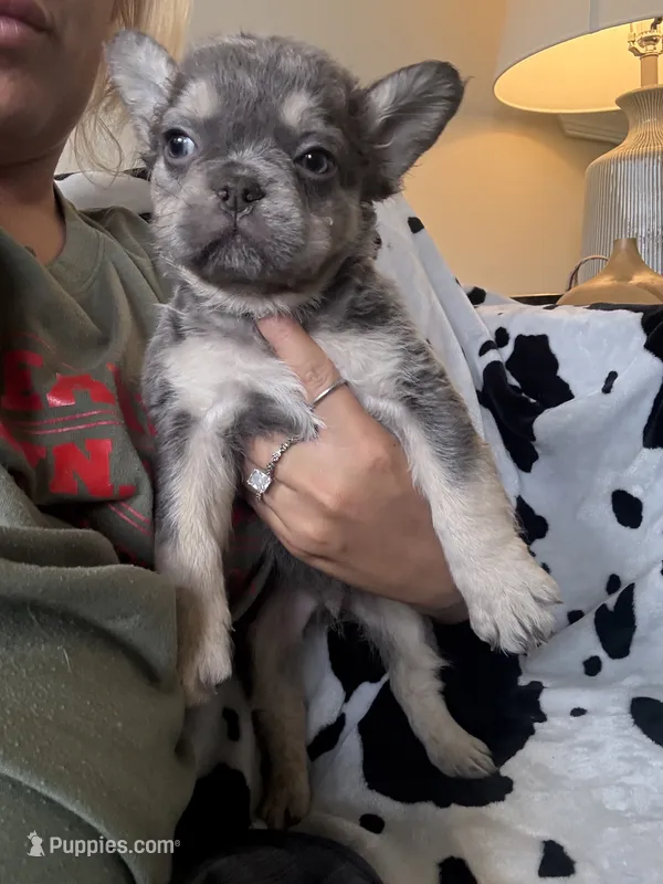 Red – French Bulldog puppy for sale in Nashville, TN