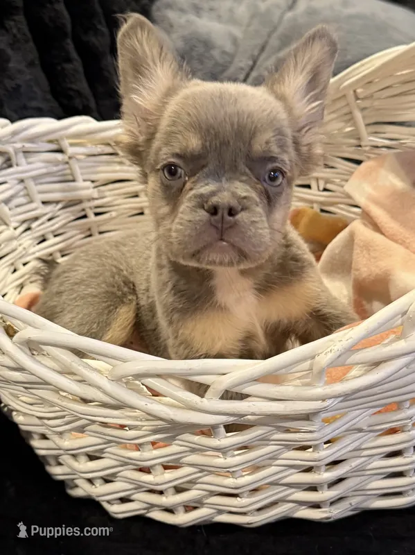 White – French Bulldog puppy for sale in Nashville, TN