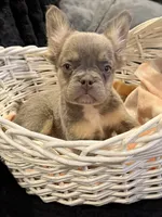 White, a male French Bulldog for sale in Nashville, TN – 1 of 1