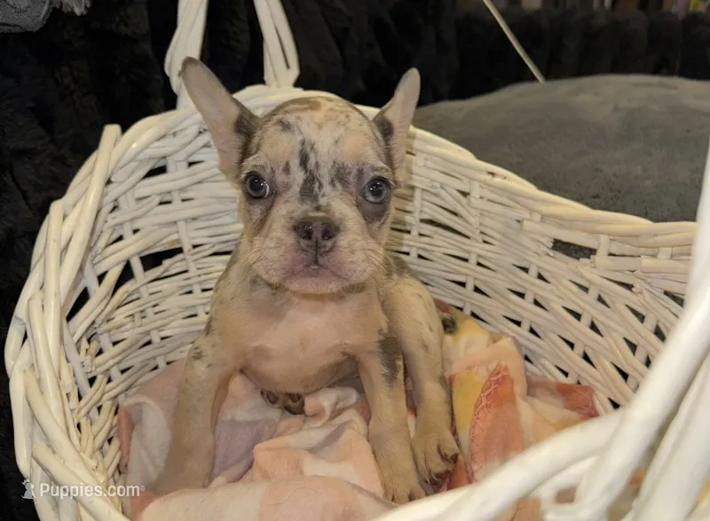 Pink – French Bulldog puppy for sale in Nashville, TN