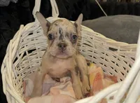 Pink, a female French Bulldog for sale in Nashville, TN – 1 of 2