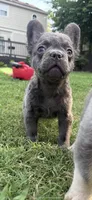 Green, a male French Bulldog for sale in Nashville, TN – 6 of 6