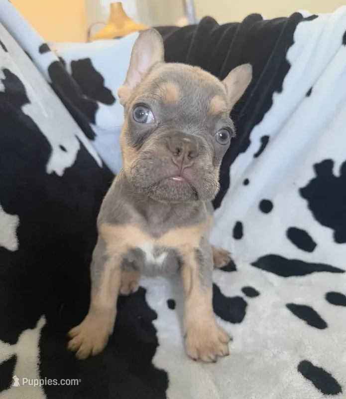 Orange – French Bulldog puppy for sale in Nashville, TN