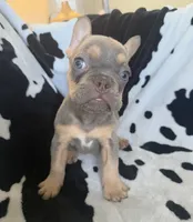 Orange, a male French Bulldog for sale in Nashville, TN – 1 of 1