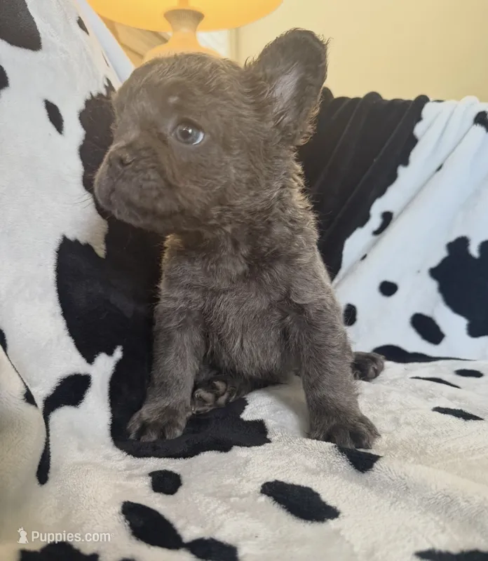 Green – French Bulldog puppy for sale in Nashville, TN