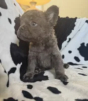 Green, a male French Bulldog for sale in Nashville, TN – 1 of 1