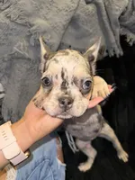Pink, a female French Bulldog for sale in Nashville, TN – 2 of 2