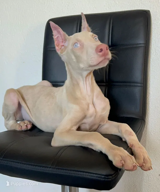 Casper  – Doberman Pinscher puppy for sale in Palmdale, CA