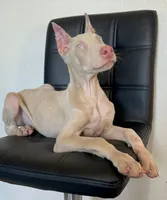 Casper , a male Doberman Pinscher for sale in Palmdale, CA – 1 of 3