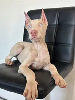 Casper , a male Doberman Pinscher for sale in Palmdale, CA – 2 of 3