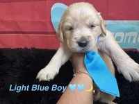 Light blue boy , a male Golden Retriever for sale in Orlando, FL – Photo 4 of 6
