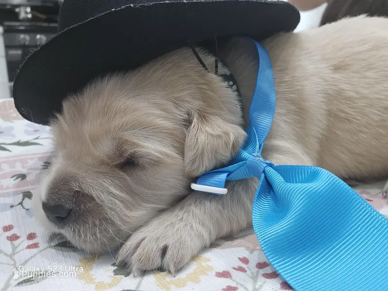 Light blue boy  – Golden Retriever puppy for sale in Orlando, FL