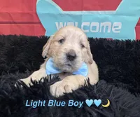 Light blue boy , a male Golden Retriever for sale in Orlando, FL – Photo 2 of 6