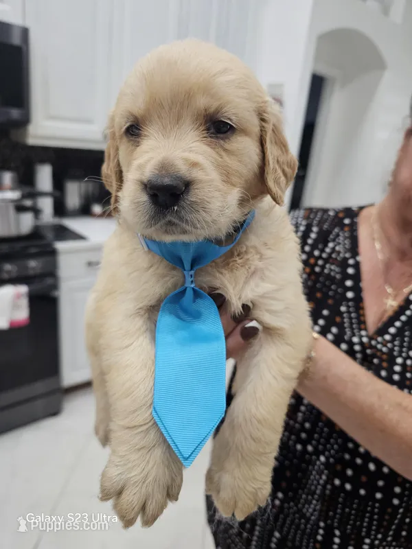 Light blue boy  – Golden Retriever puppy for sale in Orlando, FL