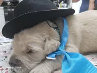 Light blue boy , a male Golden Retriever for sale in Orlando, FL – Photo 2 of 3