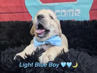 Light blue boy , a male Golden Retriever for sale in Orlando, FL – Photo 3 of 6