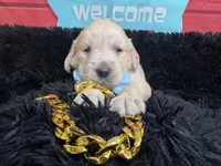 Light blue boy , a male Golden Retriever for sale in Orlando, FL – Photo 5 of 6