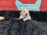 Light blue boy , a male Golden Retriever for sale in Orlando, FL – Photo 6 of 6