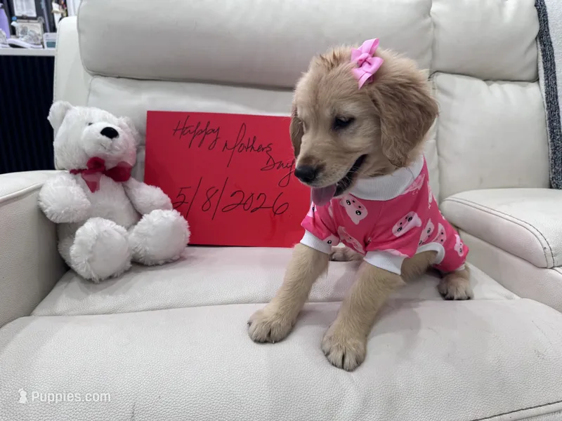 Dark Pink Girl  – Golden Retriever puppy for sale in Orlando, FL